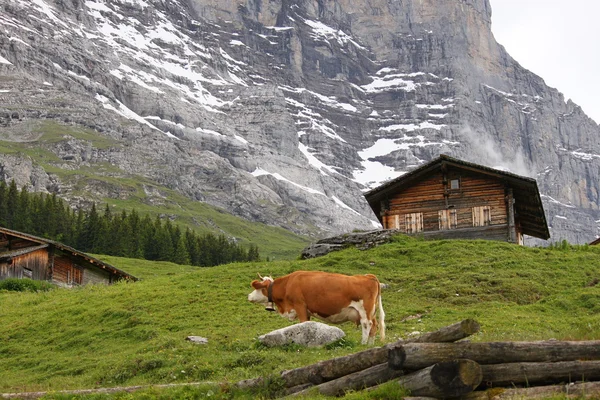 On the Pasture — Stock Photo, Image