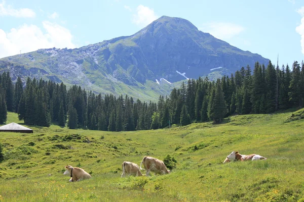 Idillio di montagna — Foto Stock