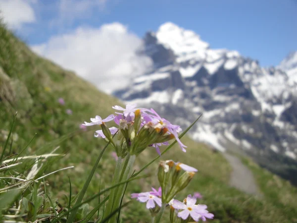 Flores de montaña —  Fotos de Stock