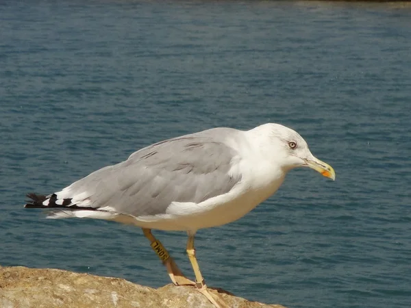 Albatros na morzu — Zdjęcie stockowe