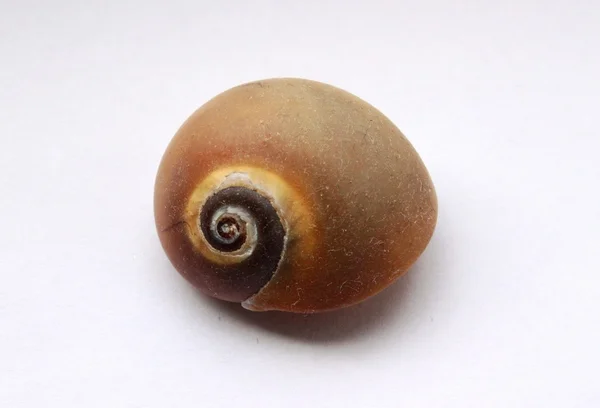 Caracol castanho — Fotografia de Stock