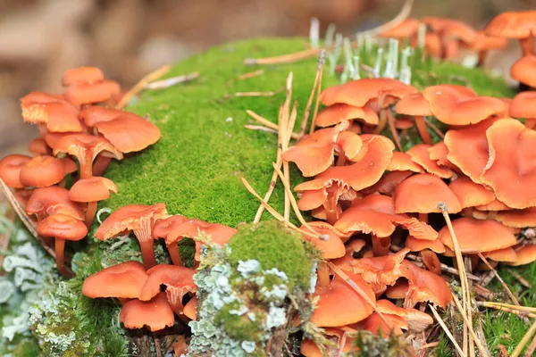 Viele Pilze — Stockfoto