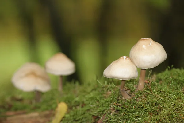 Quelques champignons dans la mousse — Photo