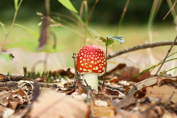 Ein kleiner Mann im Wald — Stockfoto