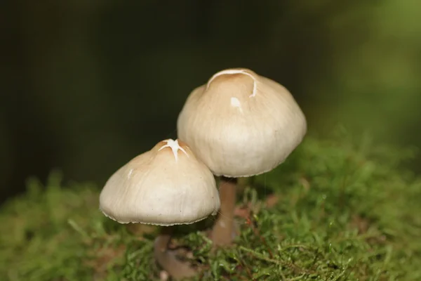 Um par de cogumelos no musgo — Fotografia de Stock