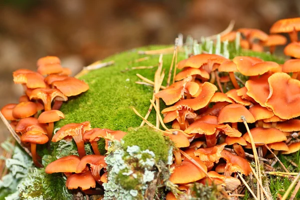 Braune Pilze im Moos — Stockfoto