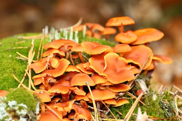 Bruna svampar i mossan — Stockfoto