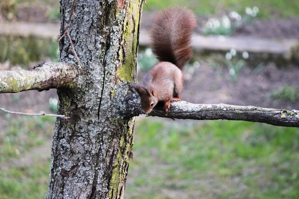 Träd ekorre — Stockfoto