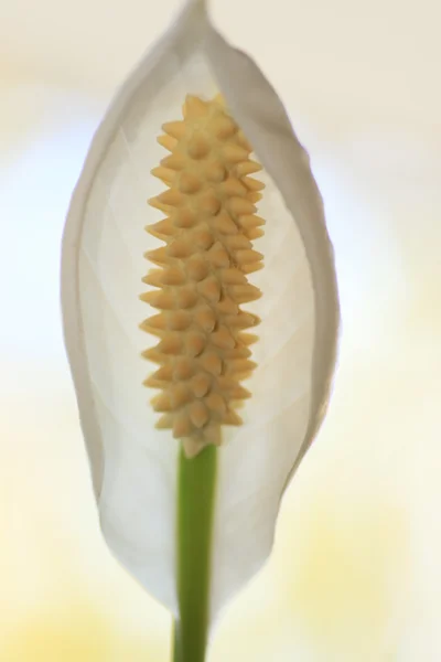 Fiore bianco — Foto Stock