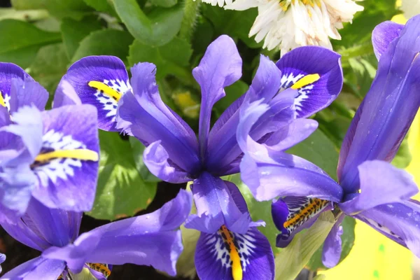 Dwarf iris — Stock Photo, Image