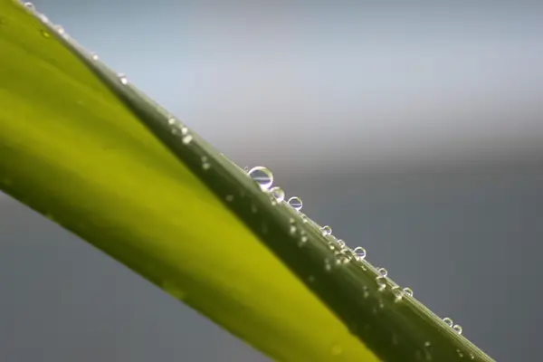 植物と水 — ストック写真