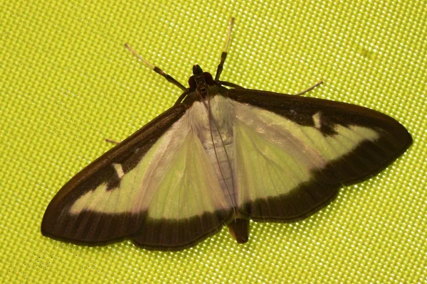 Mariposa amarilla — Foto de Stock