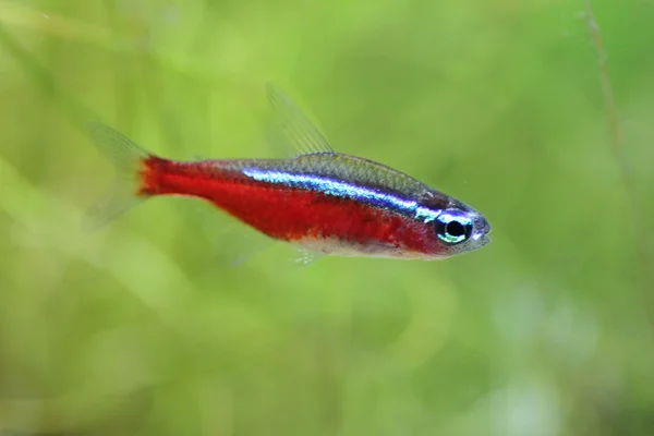 Neon Fish warna-warni — Stok Foto