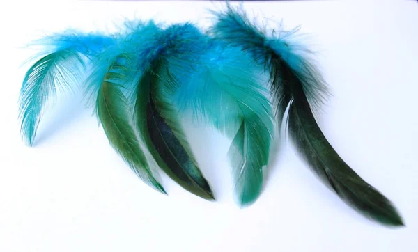 Blue feathers — Stock Photo, Image