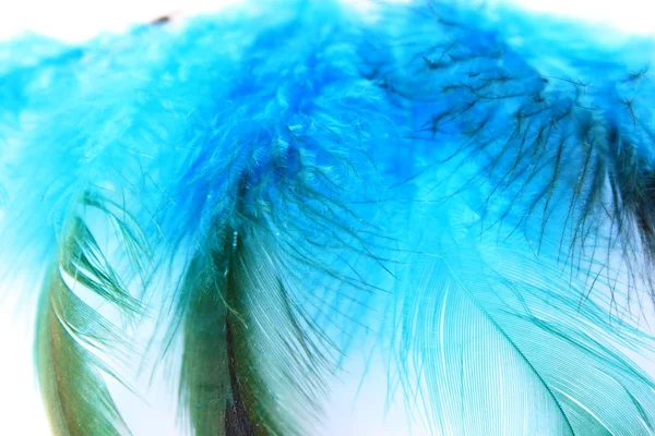 Blue feathers — Stock Photo, Image