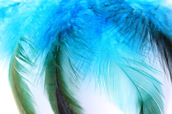 Синие перья — стоковое фото