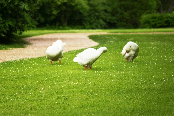 Trois oies sur une prairie — Photo