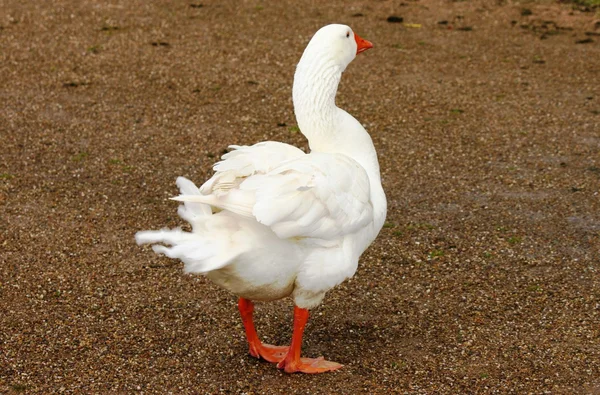 Domestic goose — Stock Photo, Image