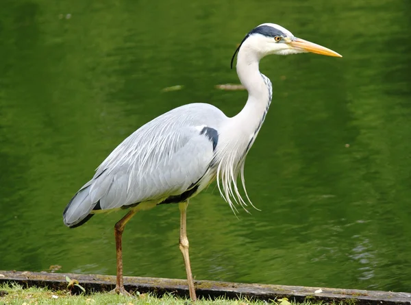 Büyük Mavi Balıkçıl