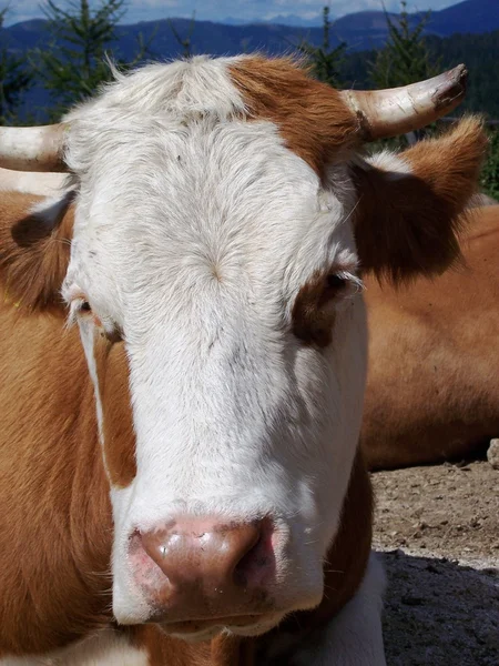 Vaca salpicada de castanho — Fotografia de Stock