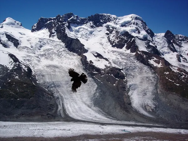 氷河の鳥 — ストック写真