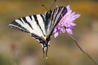Iphiclides podalirius