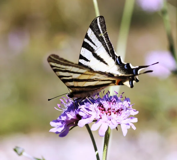 Iphiclides podalirius — 图库照片