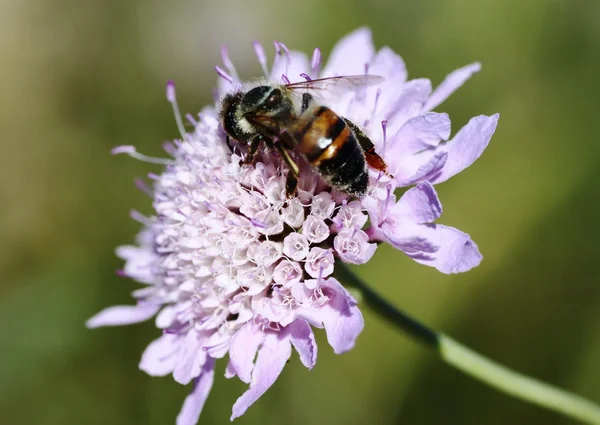 Bi på lila blomma — Stockfoto