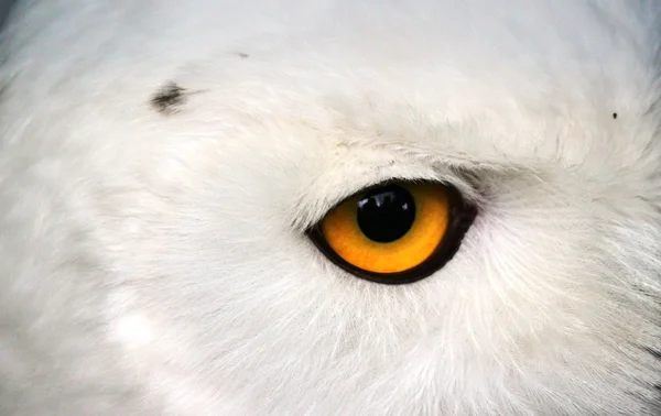 Eye of a Snowy Owl, — Stock Photo, Image