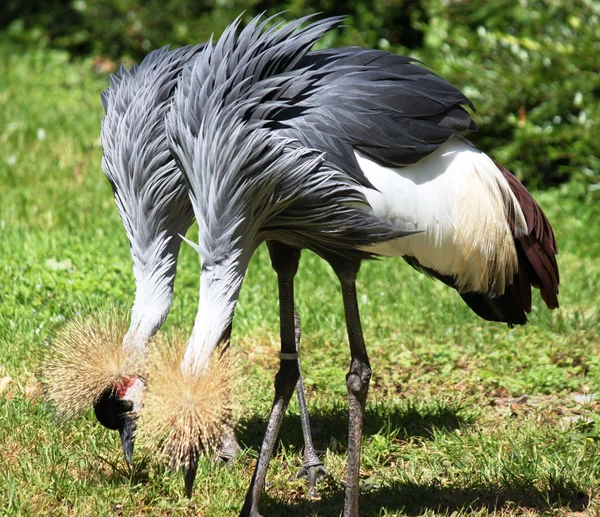 South African Crowned Crane — Stock Photo, Image