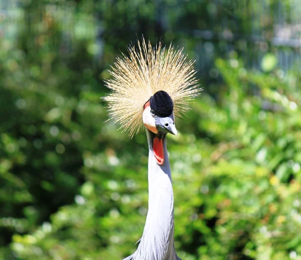 South African Crowned Crane — Stock Photo, Image