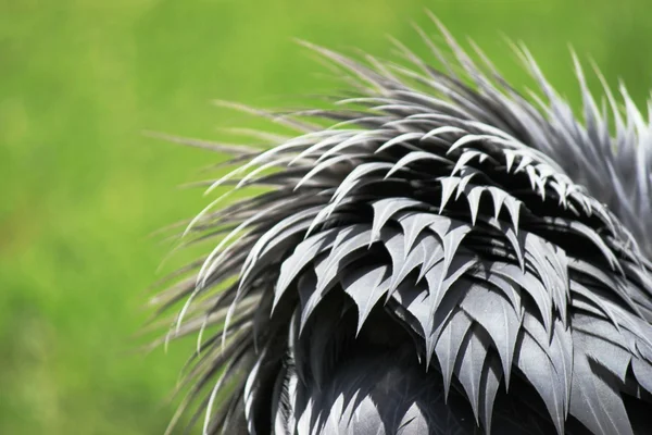 Grey feathers against green — Stock Photo, Image