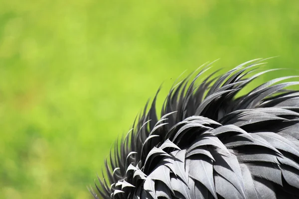 Grey feathers against green — Stock Photo, Image