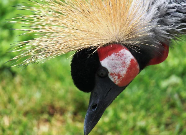 South African Crowned Crane — Stock Photo, Image