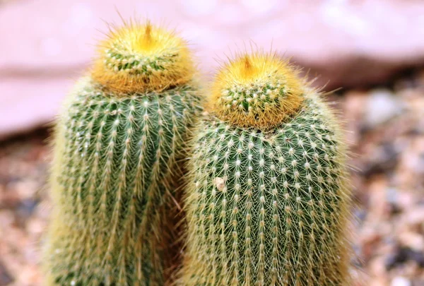 Cactus — Stock Photo, Image