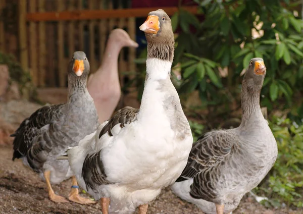 Gray goose flock — Stock Photo, Image