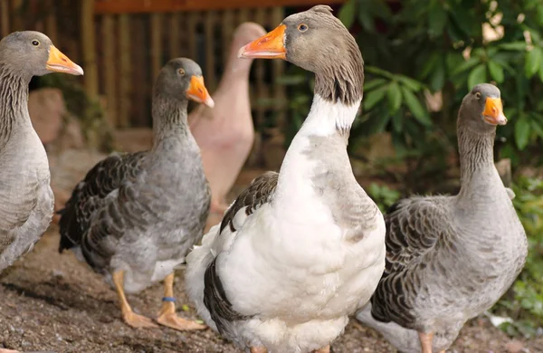 Gray goose flock — Stock Photo, Image