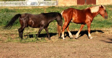 mera üzerinde atlar