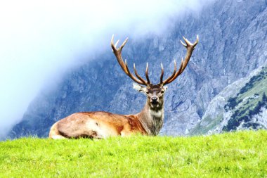 gurur geyik buck