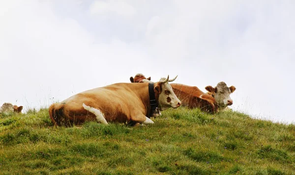 Vaca suíça — Fotografia de Stock