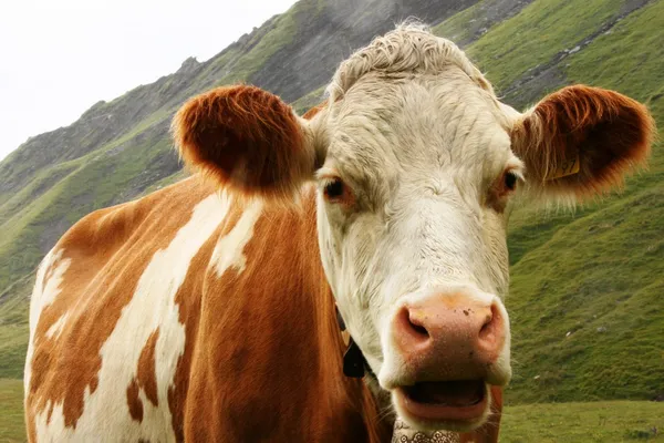 Swiss cow — Stock Photo, Image