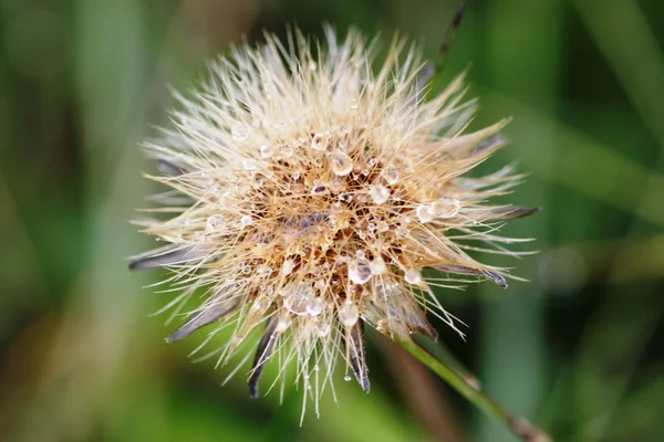 Alpenrosenblume Stockbild