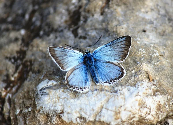 Blauer Schmetterling — Stockfoto