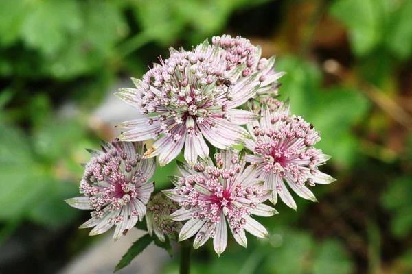 astrantia büyük