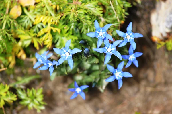 Genciana de folhas curtas — Fotografia de Stock