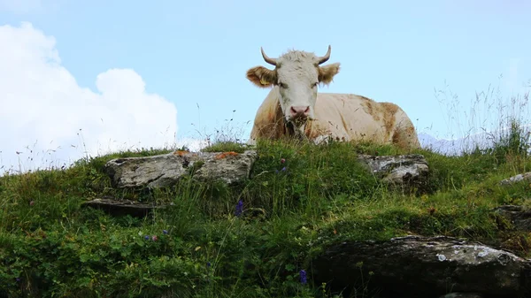 Коровы на горной тропе — стоковое фото
