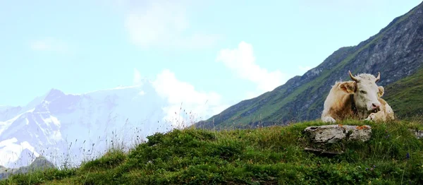 Cows on mountain trail — Stock Photo, Image