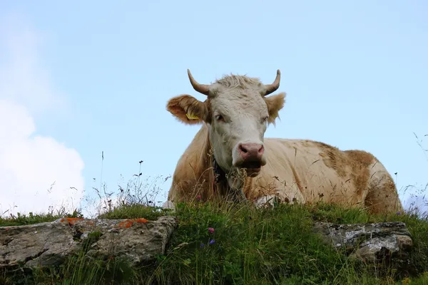 İnekler dağ izinde