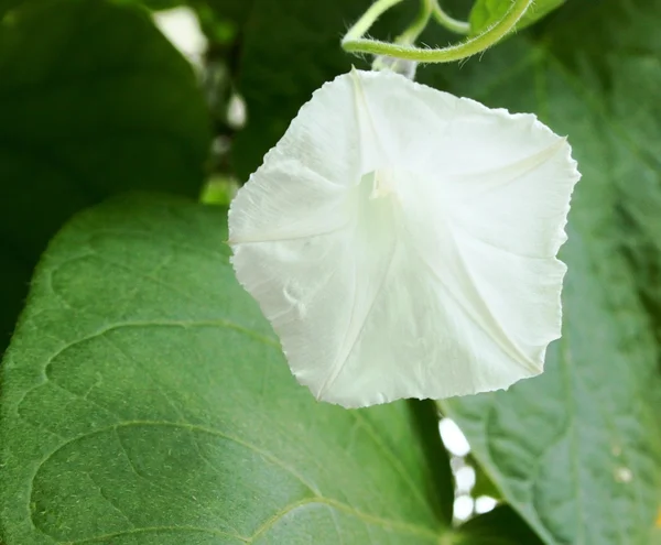 흰색 나팔꽃 — 스톡 사진