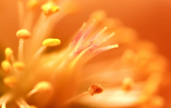 Rosa di Natale — Foto Stock